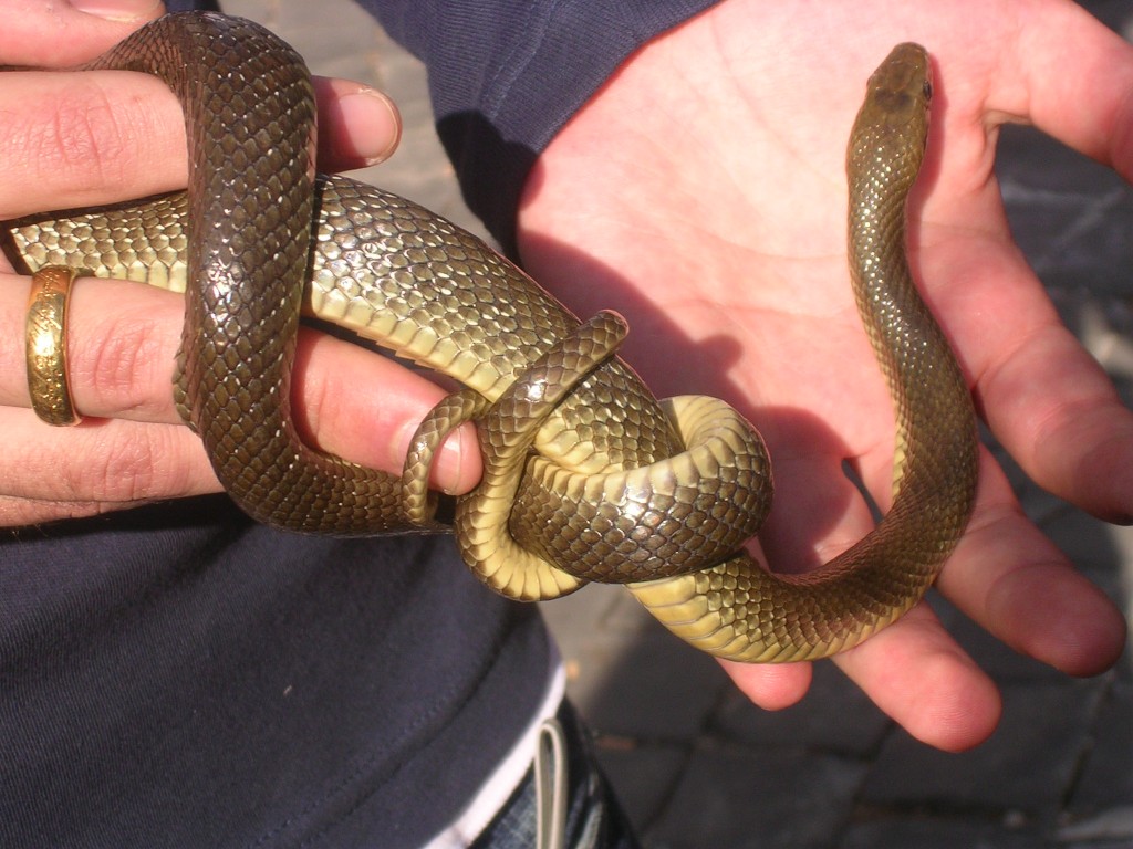 un innocuo esemplare di serpente catturato dai serpari di Cocullo