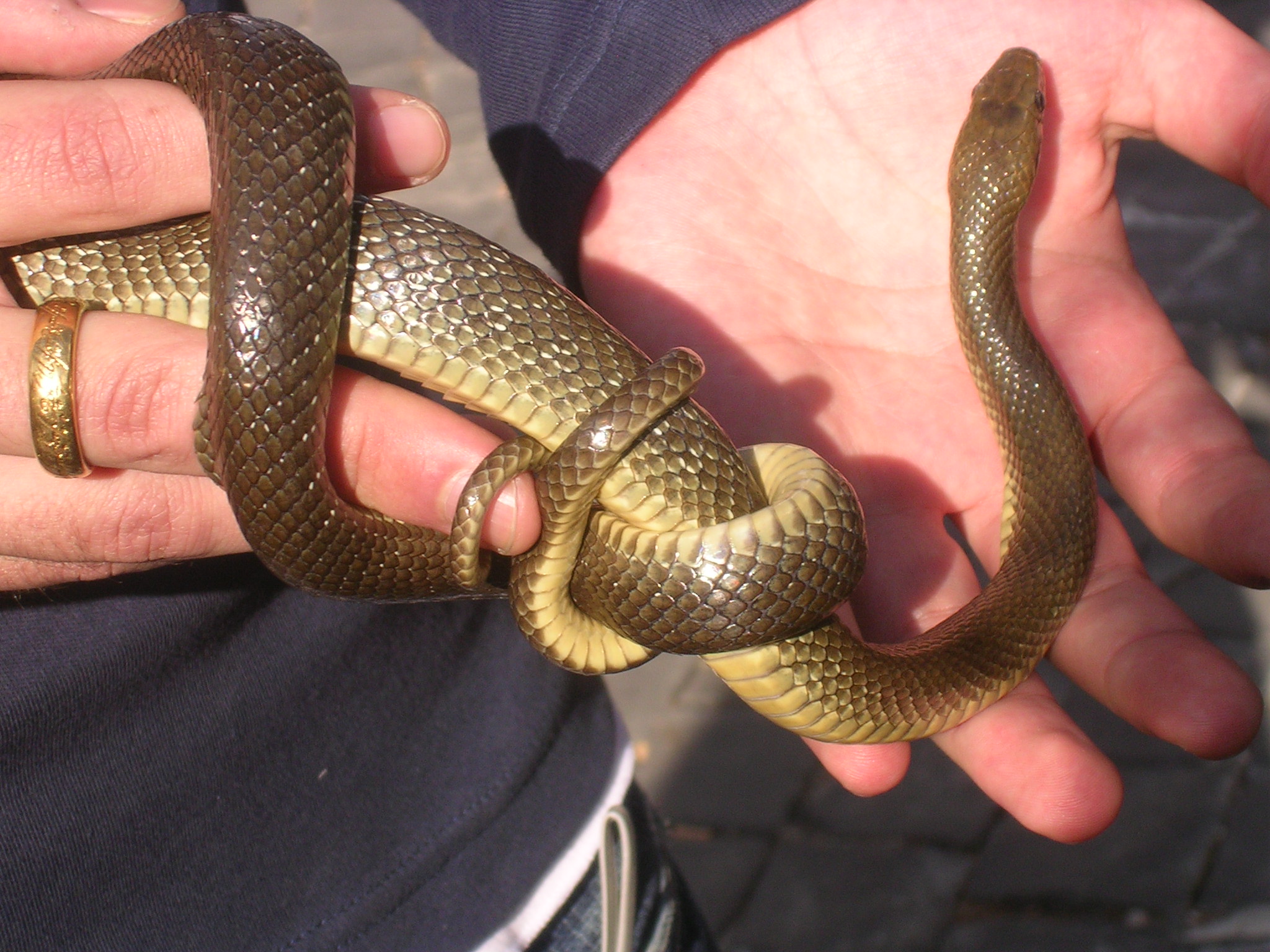 C’era una volta Angizia