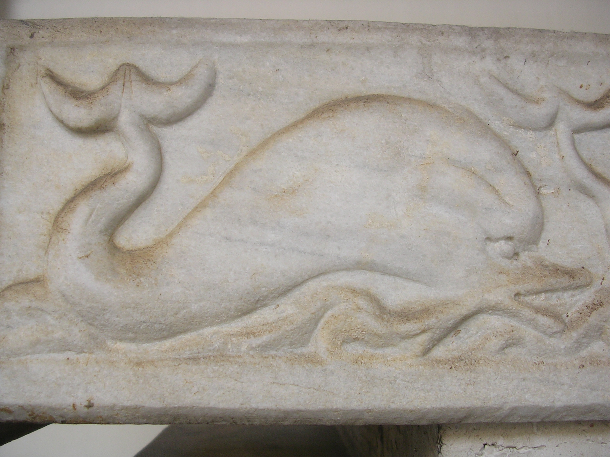 Gli squali di Plinio, tra verità e bugie