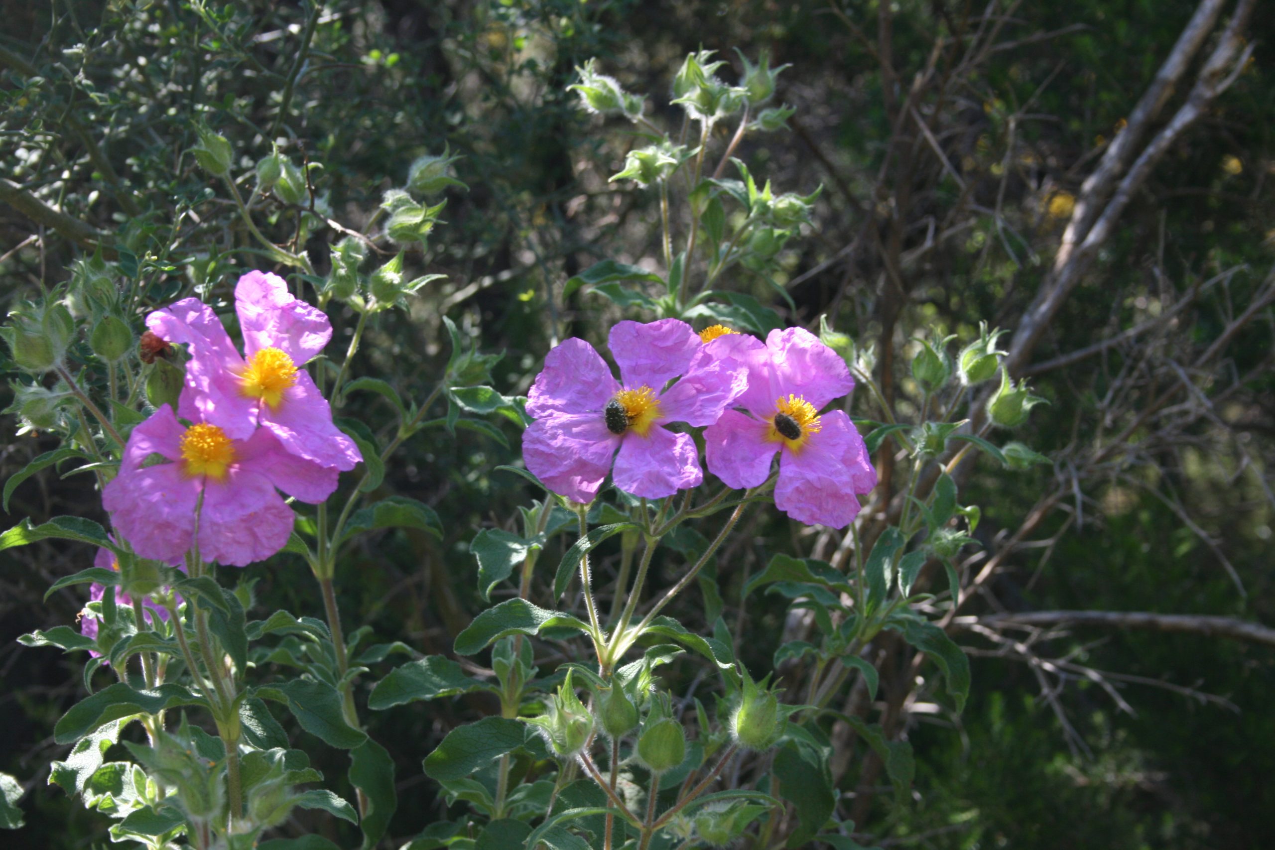 Donne e Dee: le feste di Aprile nell’antica Roma